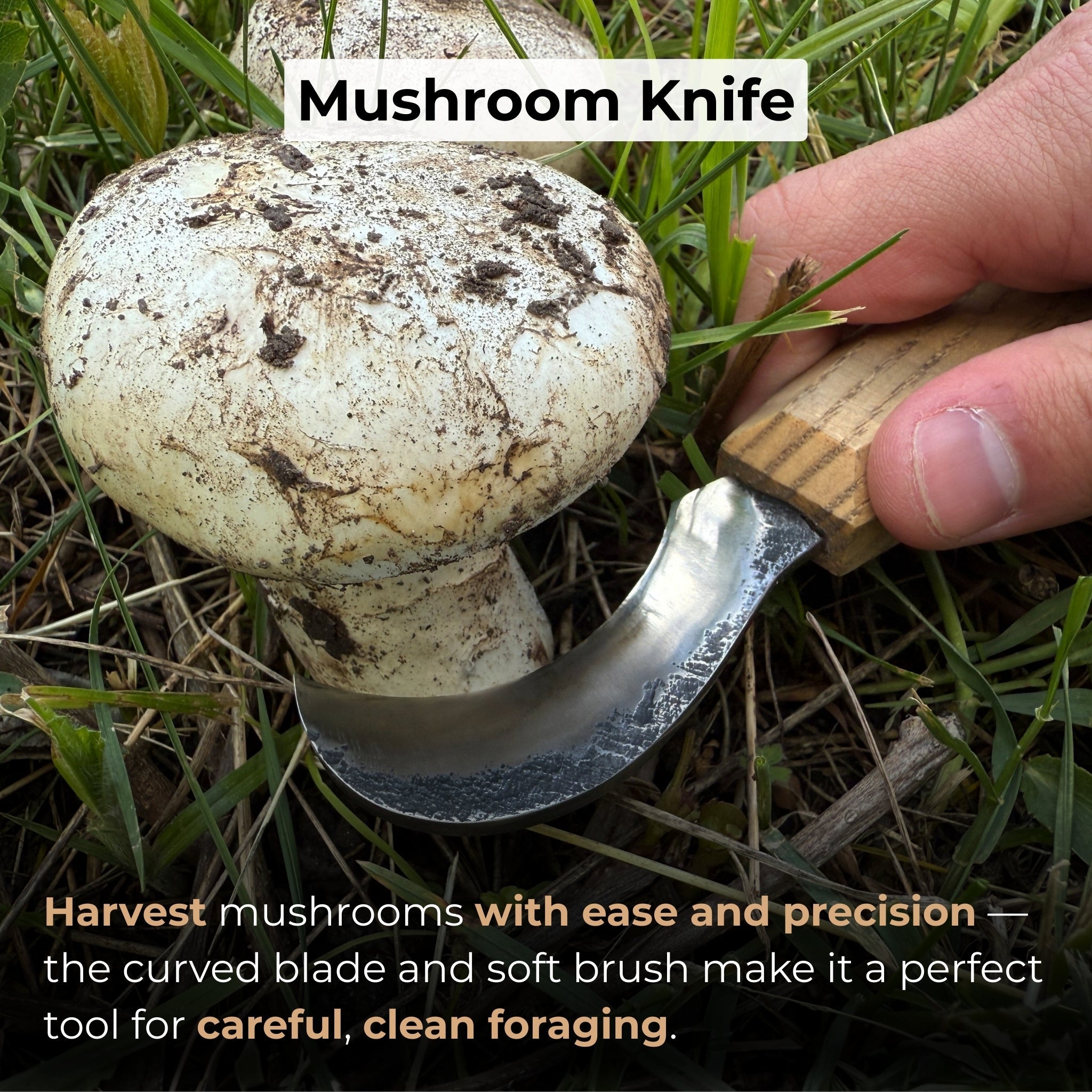 Forged Mushroom Knife with Brush, 6.5 cm (2.56 inches) - 7