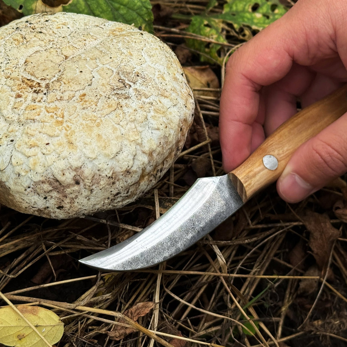 Hand-Forged Knife for Mushroom Foraging, 8 cm (3.15 inches) - 5