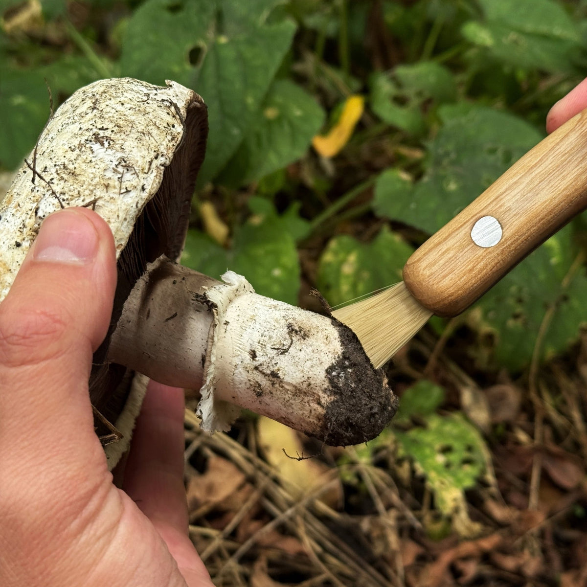 Mushroom Knife for Forest Walks, 6 cm (2.36 inches) - 6