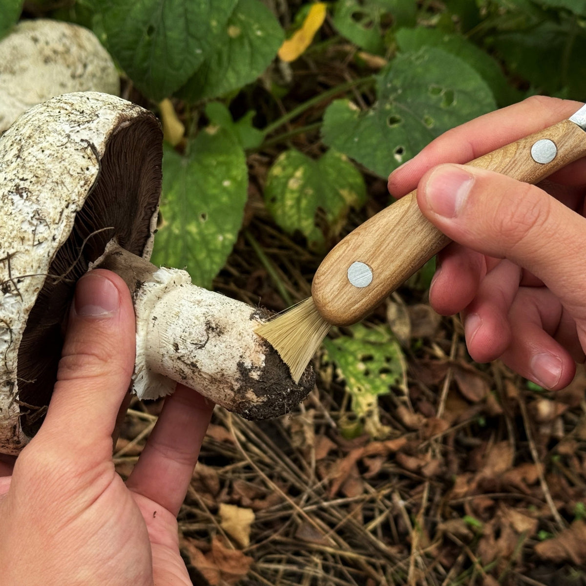 Mushroom Knife for Forest Walks, 6.5 cm (2.56 inches) - 6