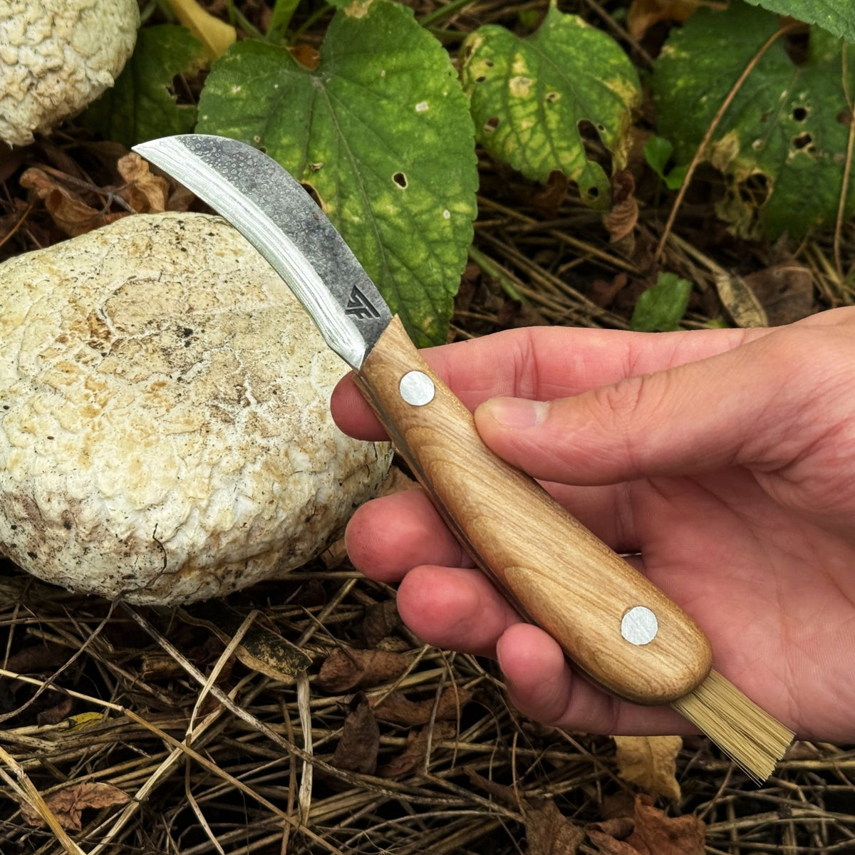 Mushroom Knife for Forest Walks, 6.5 cm (2.56 inches) - 4