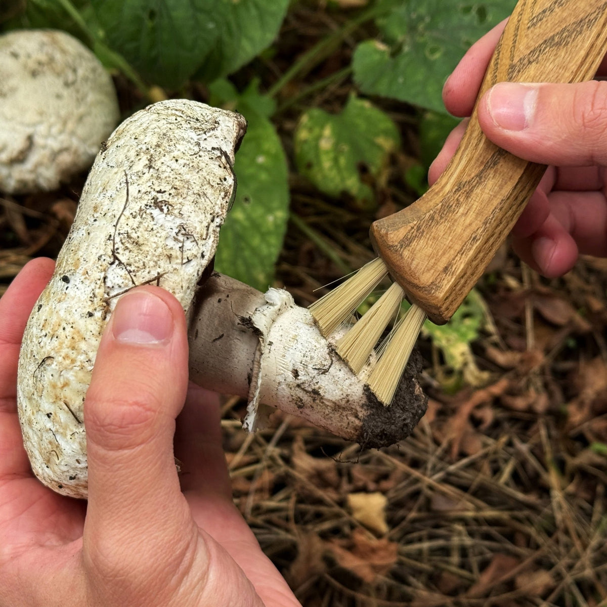 Forged Mushroom Knife with Brush, 6.5 cm (2.56 inches) - 6