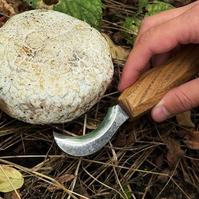 Forged Mushroom Knife with Brush, 6.5 cm (2.56 inches) - 5