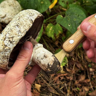 Hand-Forged Knife for Mushroom Foraging, 8 cm (3.15 inches) - 6