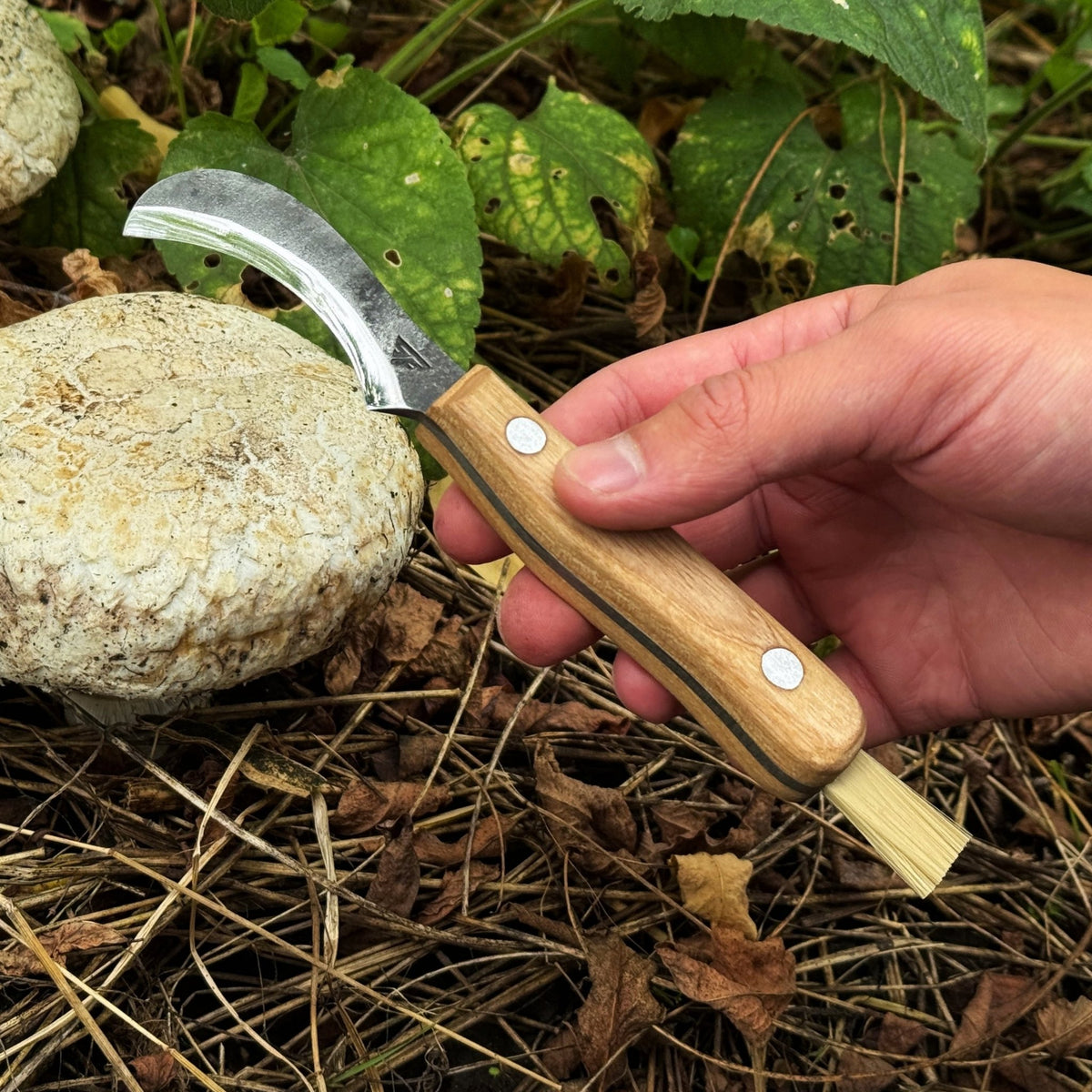 Mushroom Knife for Forest Walks, 6 cm (2.36 inches) - 4