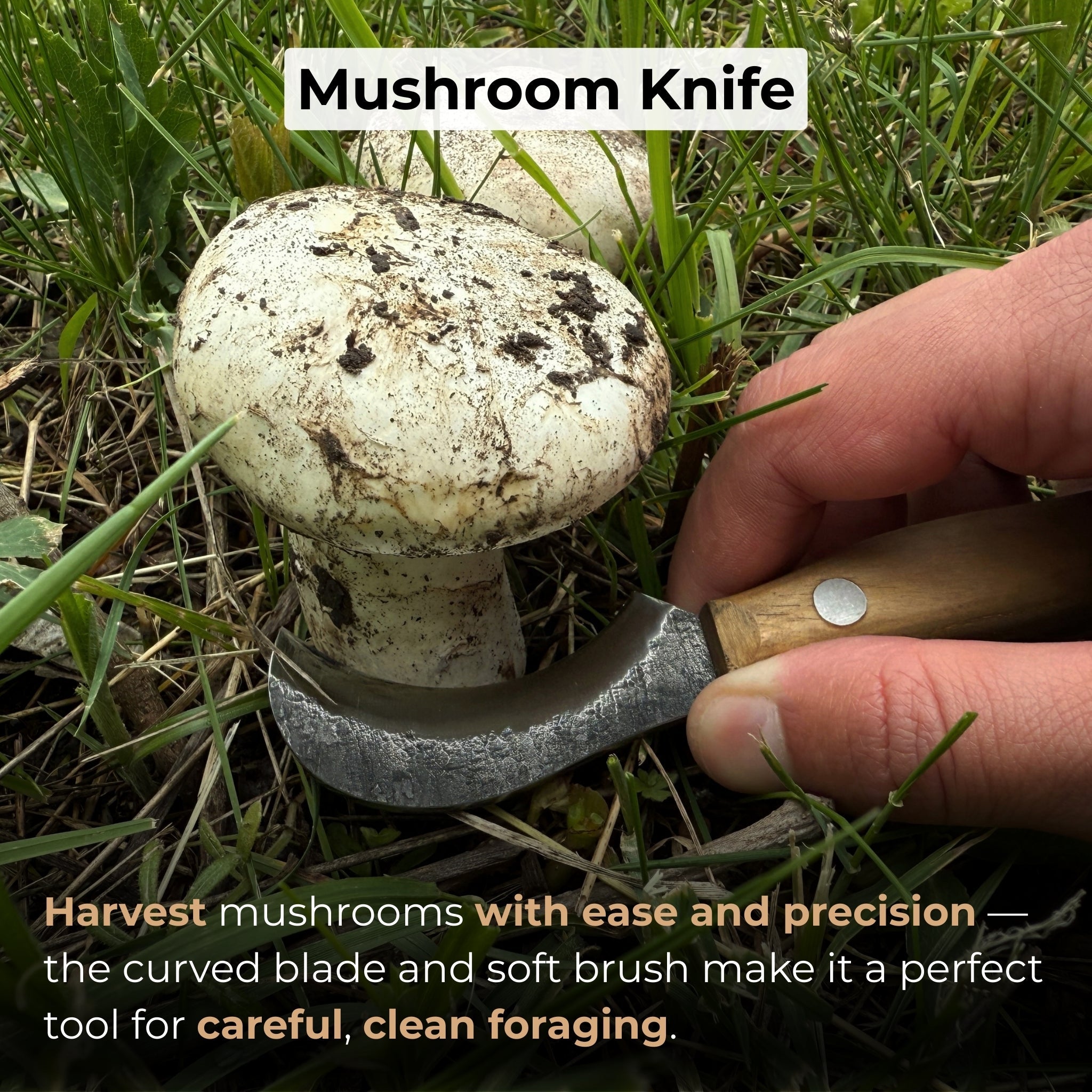 Mushroom Knife for Forest Walks, 6 cm (2.36 inches) - 7