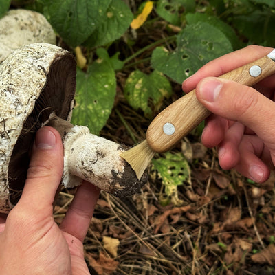 Mushroom Knife for Forest Walks, 6.5 cm (2.56 inches) - 6