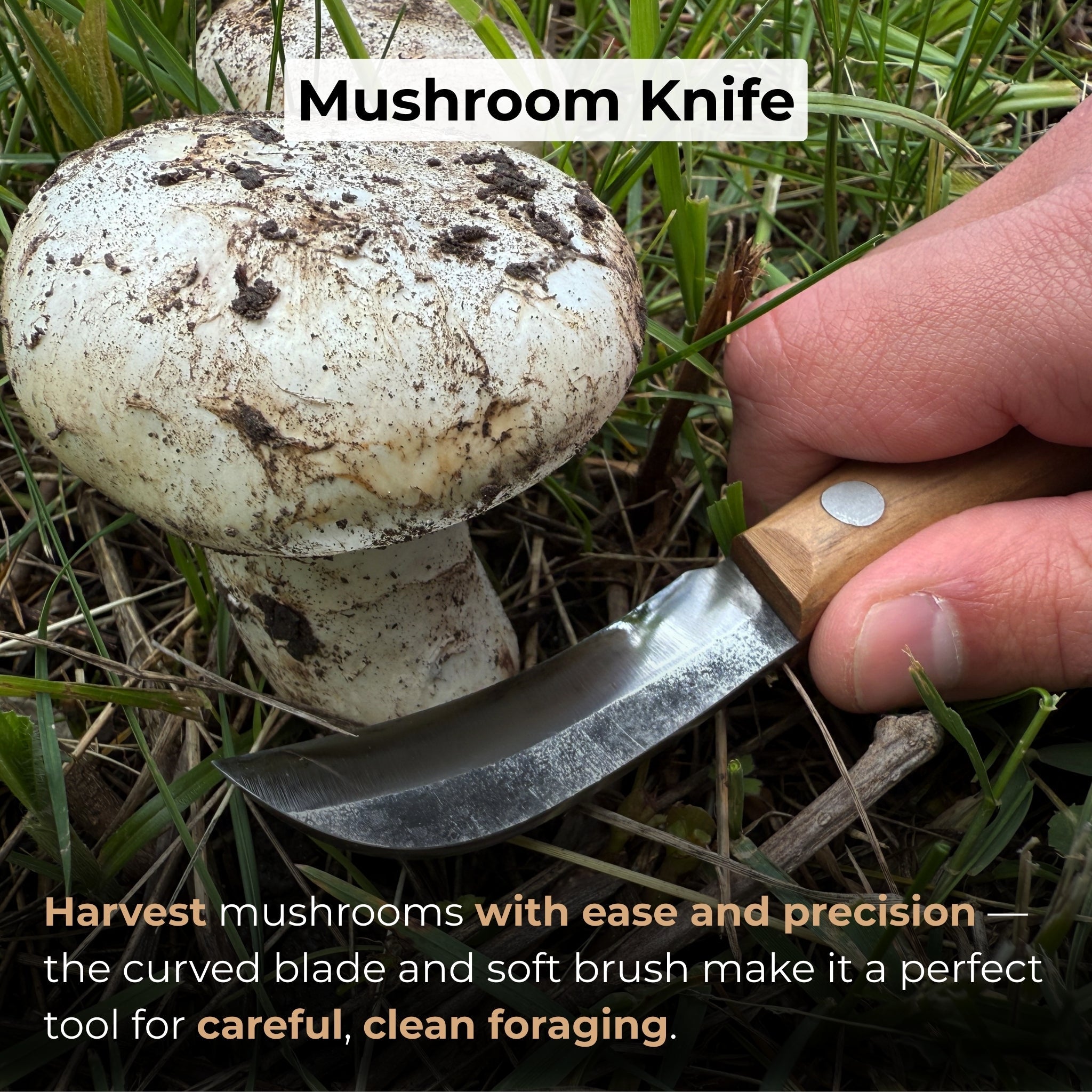 Mushroom Knife for Forest Walks, 6.5 cm (2.56 inches) - 7
